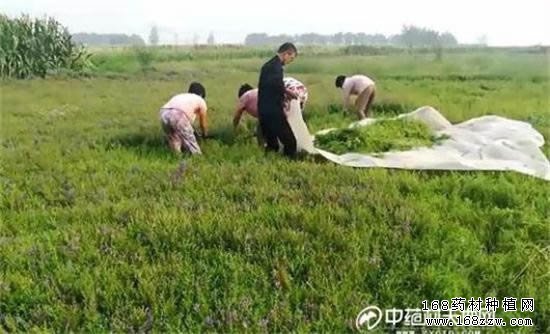 2017年黄芩价格预测及黄芩种植前景分析