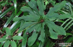 怎样种植重楼？重楼种植时间及种植技术要点