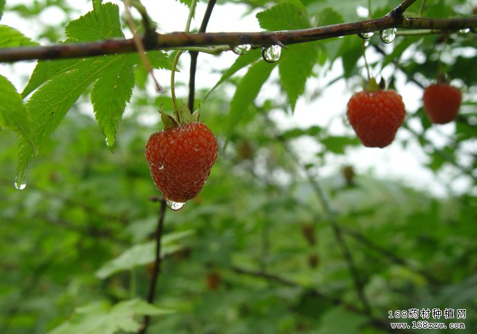 四川眉山伍绍明种植覆盆子预计每亩收入3万元左右