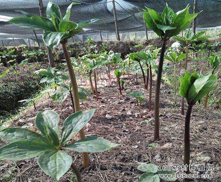 重楼什么时间播种？重楼播种时间及方法