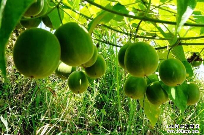 怎样种植罗汉果？罗汉果栽培技术要点