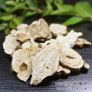 中药材白术图片