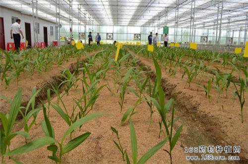 黄精家种大面积发展 为何黄精价格反而上涨