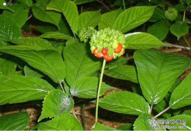 怎样种植西洋参？西洋参种植技术要点