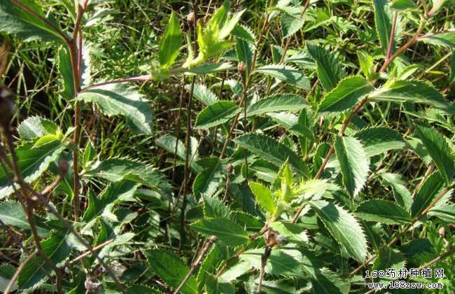 2019年种植什么中药材前景好?苍术种植