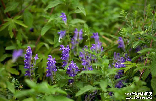 2019年种植什么中药材前景好?黄芩种植