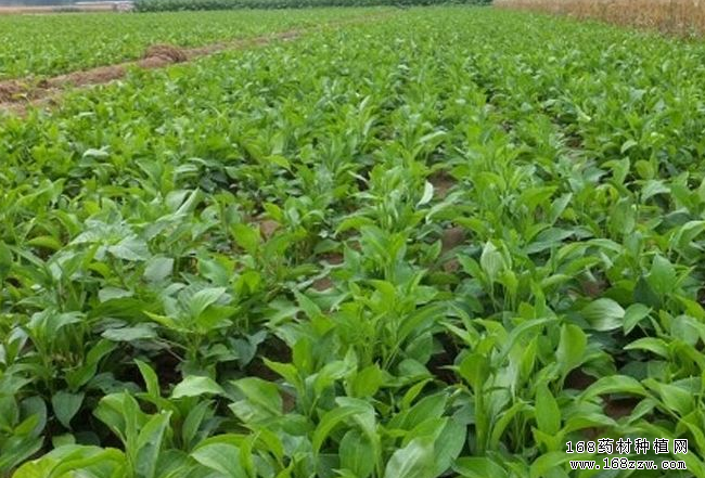 2019年种植什么中药材前景好?白术种植