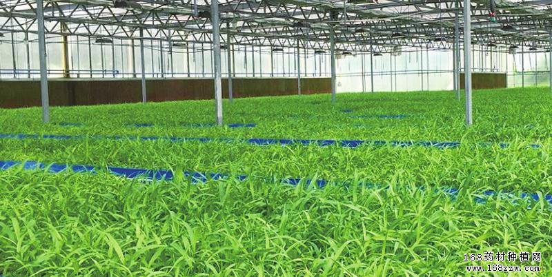 价格大幅下跌 白芨还能不能种?