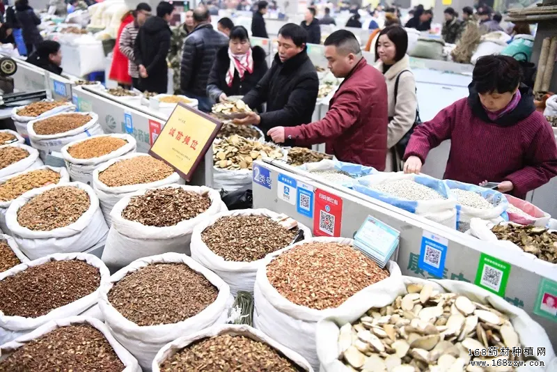 亳州药材市场最新中药材价格行情