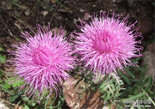 怎样种植漏芦?漏芦种植技术