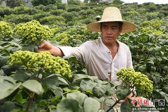 村民在采收吴茱萸